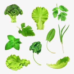 用菜葉發(fā)酵營養(yǎng)液養(yǎng)花,有意想不到的效果