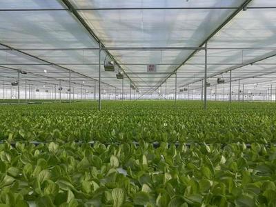 繼京東種菜后,騰訊也開始種起黃瓜,還順便拿個(gè)了種黃瓜比賽亞軍