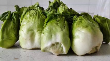 兒菜(抱子芥)--生長(zhǎng)非常奇特、營(yíng)養(yǎng)價(jià)值高的蔬菜