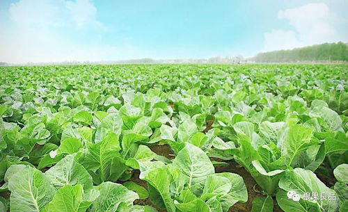 蔬菜種植技術,經典的 四不顛倒 要牢記