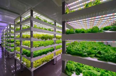 從中日荷&ldquo;植物工廠&rdquo;,看未來農業~