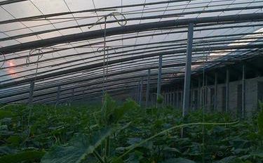 陽(yáng)臺(tái)上可以種什么菜