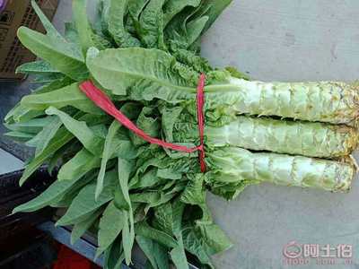 【泰安市岱岳區(qū)馬莊鎮(zhèn)-萵苣-青皮青肉】,價格,廠家,供應商,新鮮蔬菜,泰安市糧舒蔬菜專業(yè)合作社 - 產品庫